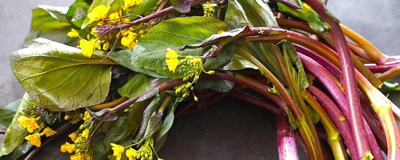 新鲜油菜苔与普通油菜对比图