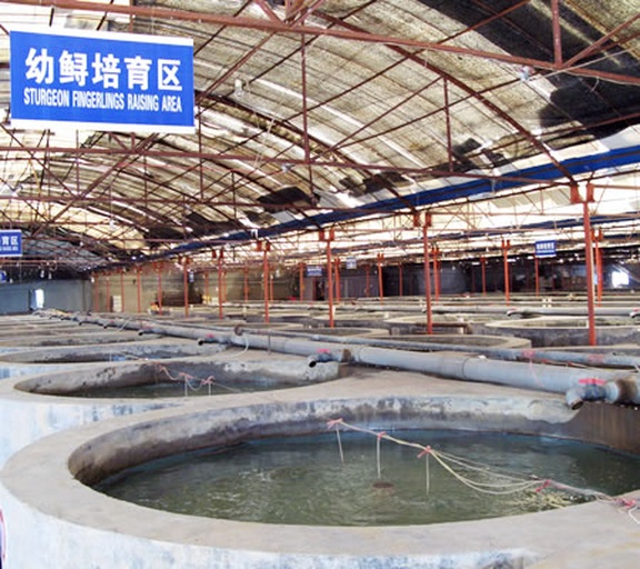 一群体长约80-100厘米的西伯利亚鲟在循环水养殖池中游动,身体呈灰褐色,背部有明显的五列骨板凸起,头部延长呈楔形,口部位于腹面,尾鳍歪形,水流带动鱼群形成有序流动 人工养殖西伯利亚鲟群体