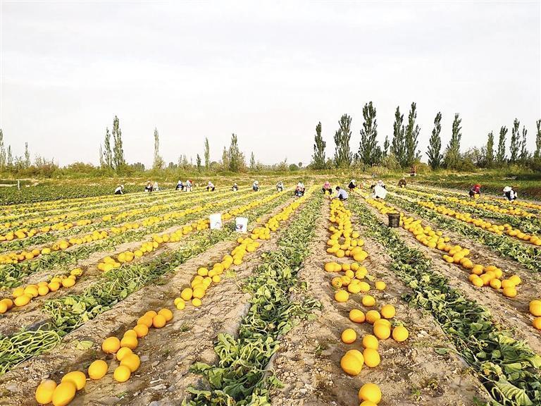 中熟哈密瓜果园丰收场景