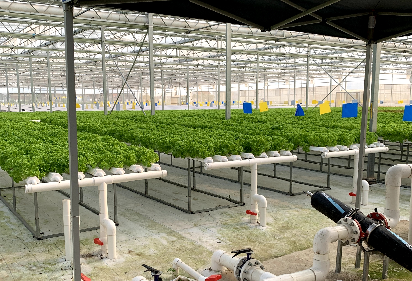 展示一个典型的NFT水培管道系统,羽衣甘蓝幼苗固定在定植棉中,根系浸入浅层流动营养液,上方有LED补光灯照射,背景为温室环境 羽衣甘蓝水培系统示意图