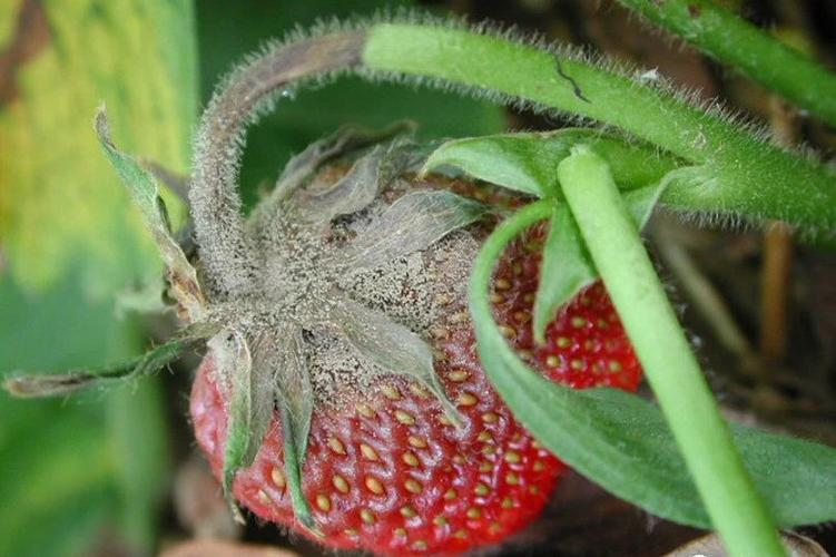 草莓灰霉病与健康植株对比图