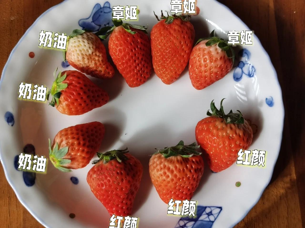 不同品种草莓对比图