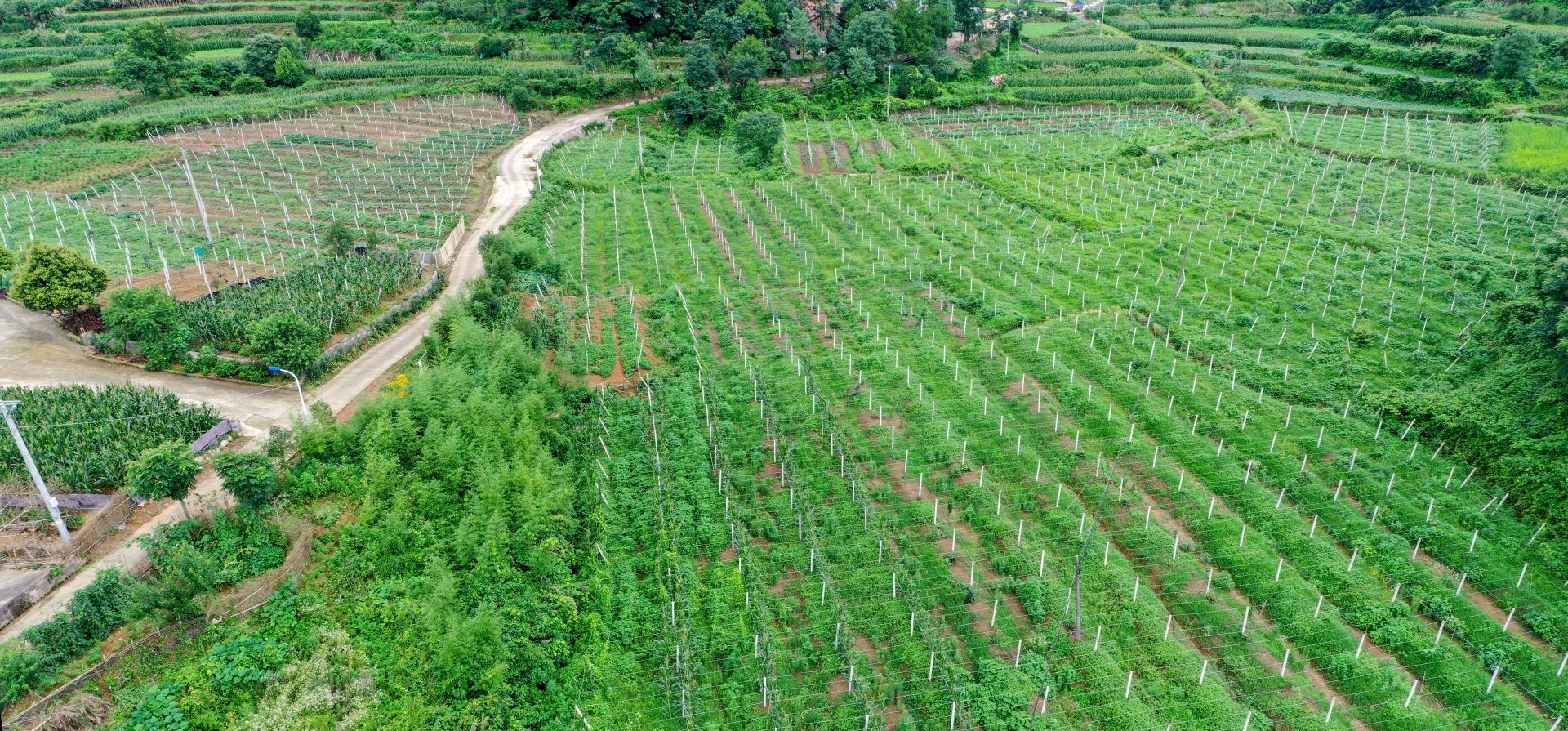 无人机航拍视角下的梯田式芸豆种植基地,地块呈条带状分布,植被为绿色藤蔓植物,部分区域已收割晾晒,地面铺满红色芸豆颗粒;远处为黄土丘陵地貌,天空晴朗,体现北方高原农业景观 山西岢岚红芸豆种植基地航拍图