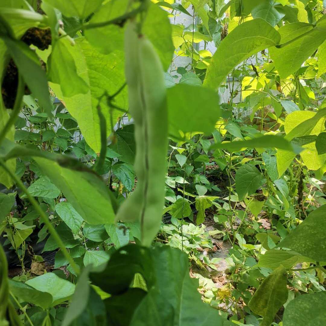 一串新鲜采摘的绿色豌豆角挂在自然生长的藤蔓上,豆荚饱满、色泽鲜亮,周围有露珠和阳光照射效果,展现原生态种植环境 新鲜翠绿的整串豌豆角悬挂在藤蔓上,阳光透过叶片洒落,背景为清晨田园风光