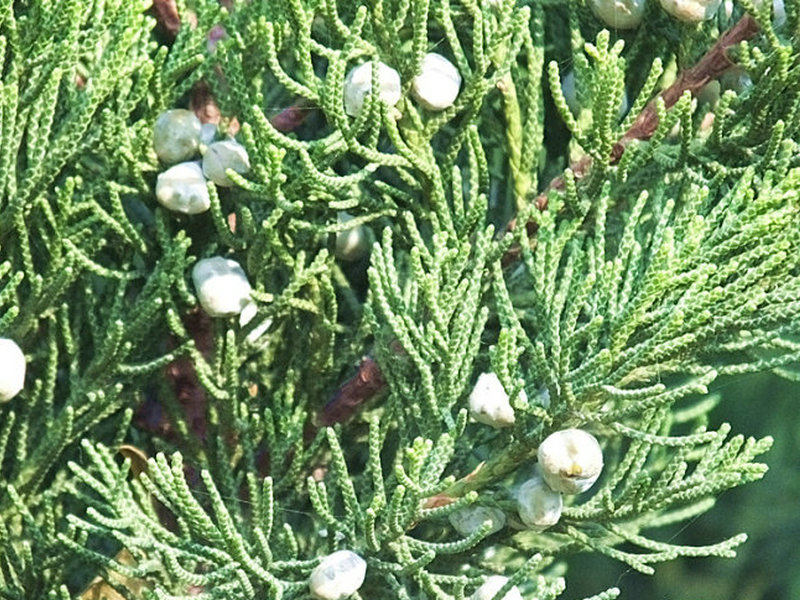 塔柏与侧柏形态对比图