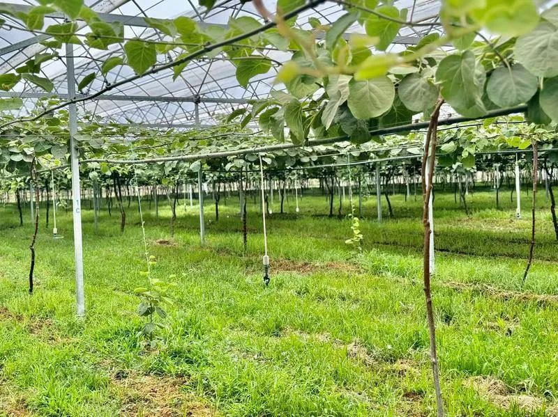 一片猕猴桃种植园中,粗壮的藤蔓沿着金属支架或木架攀爬,绿色叶片密集分布,多个椭圆形的猕猴桃果实自然下垂,悬挂在离地约1-2米的高度,阳光透过叶隙洒在果实表面,呈现出健康的棕褐色外皮和细密绒毛 猕猴桃藤蔓缠绕在支架上,枝叶繁茂,部分果实悬挂在空中