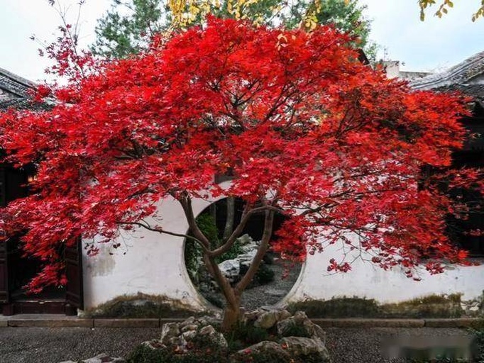一处中式园林中的红枫景观,红枫种植于白墙黛瓦的庭院角落,旁边配有石灯笼和流水小池,几片枫叶飘落在水面和石径上,整体画面充满禅意与季节氛围 红枫园林景观