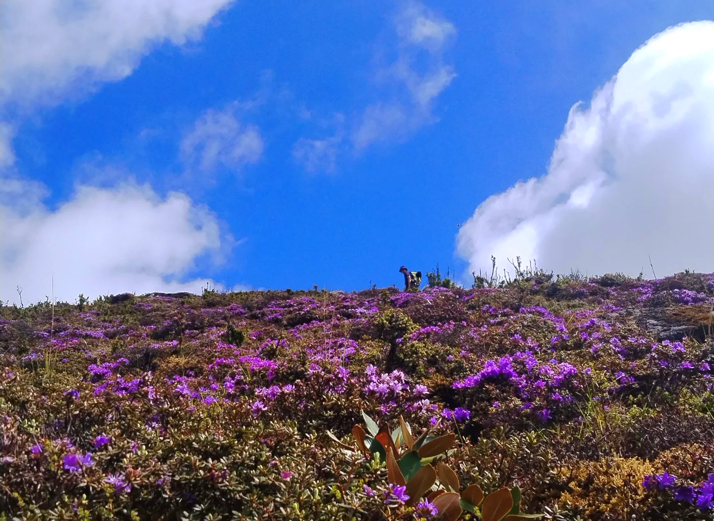 成片开放的紫色野菊样花海远景