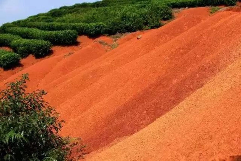 不同气候区沙糖桔籽种植适配图