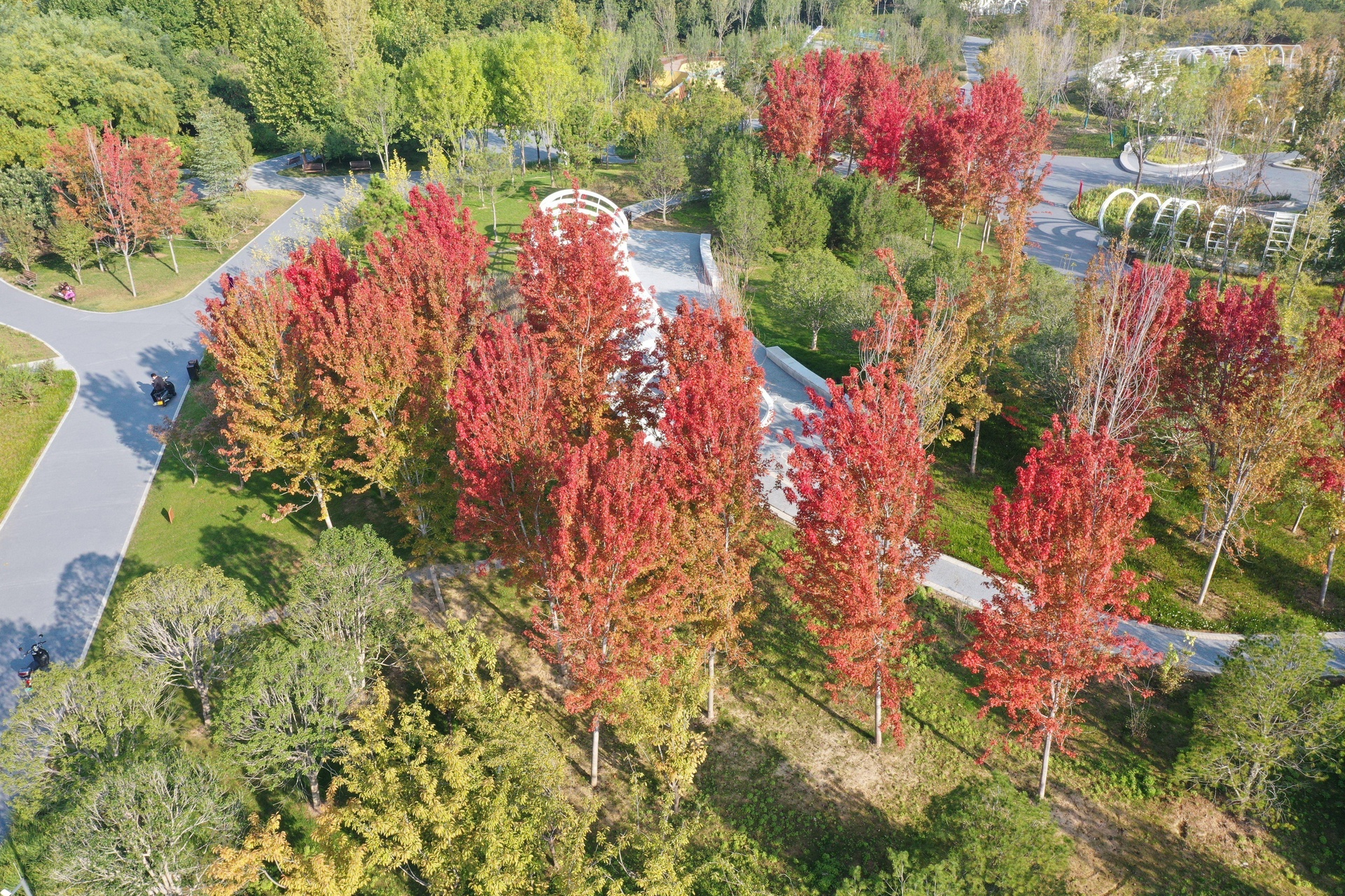 红枫十月光辉在城市公园中的实际应用效果