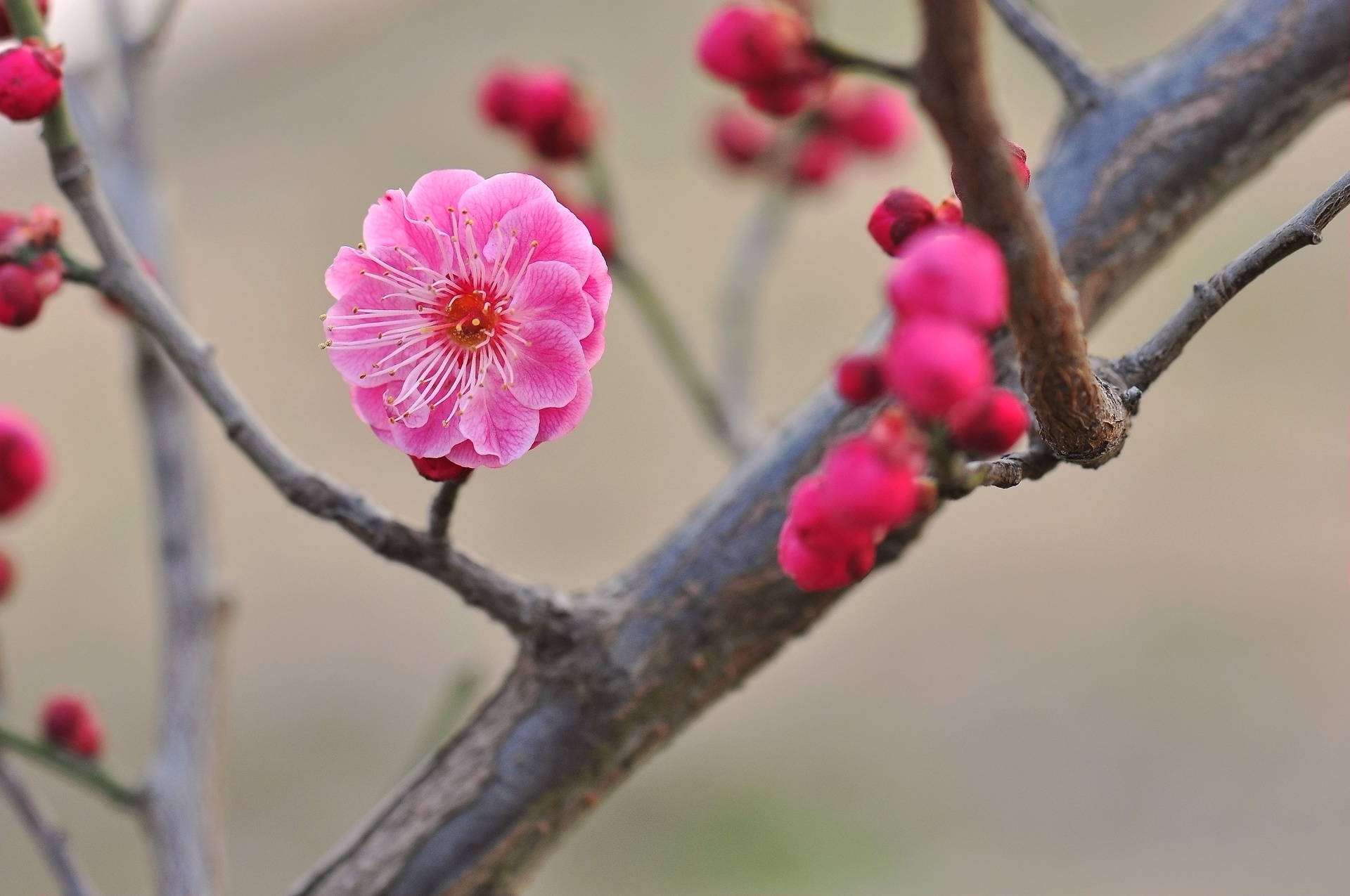 红梅盛开的全景图