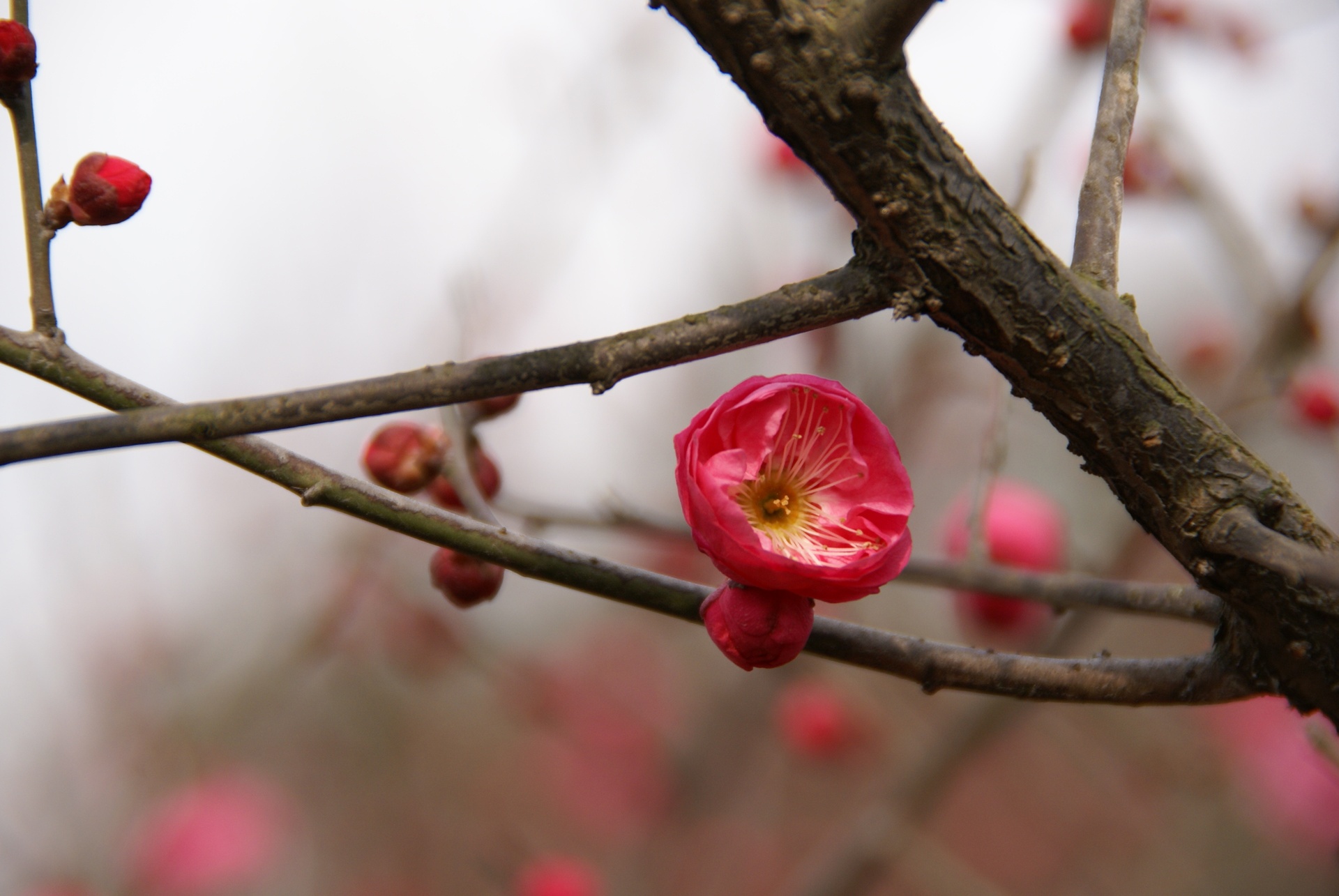 红梅树开花与结果特写