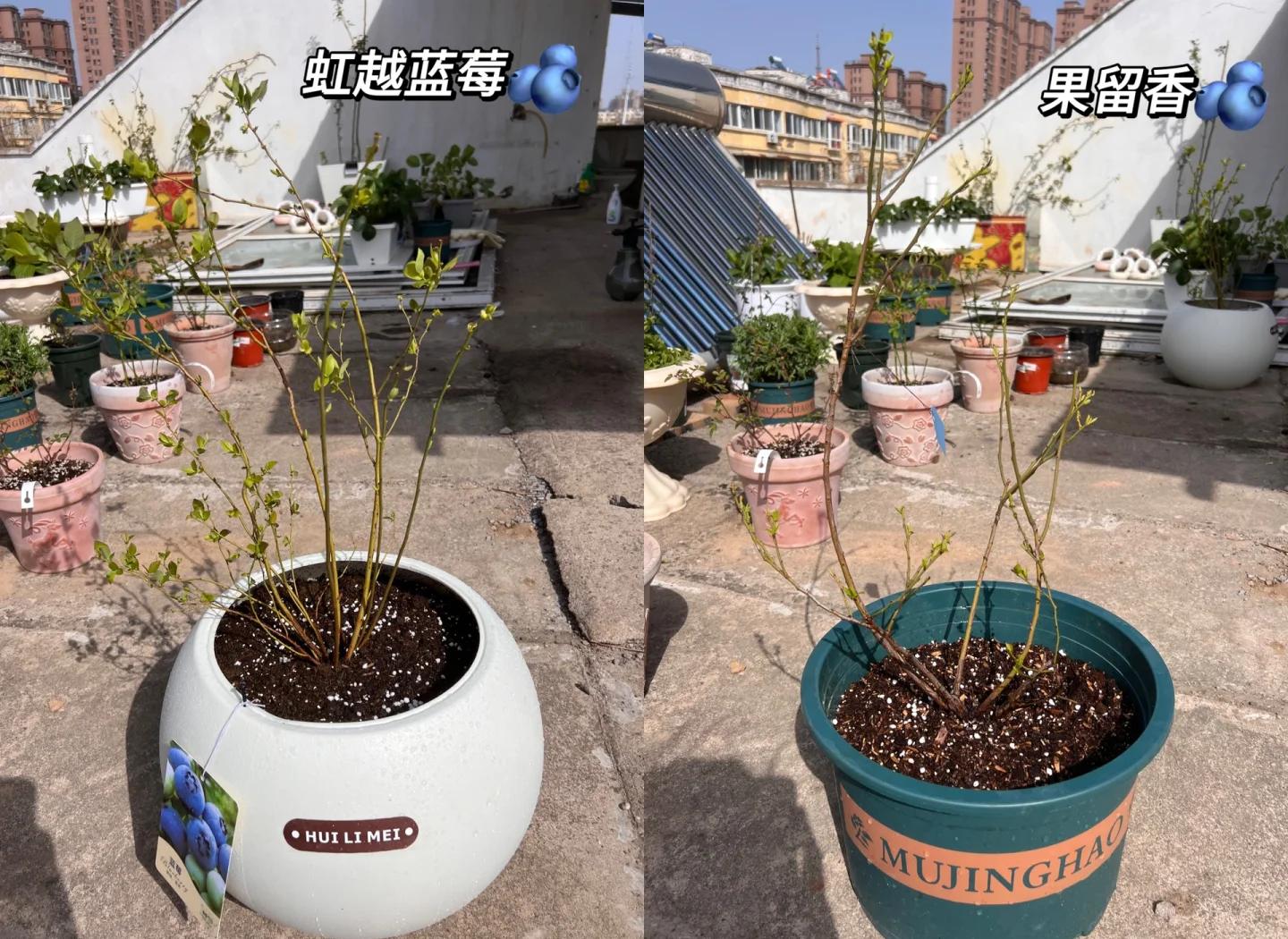 家庭阳台盆栽蓝莓结果实