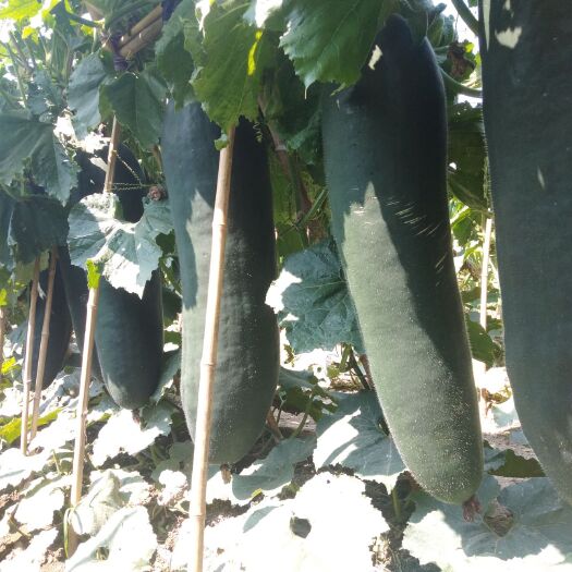 冬瓜藤蔓上悬挂成熟果实的特写