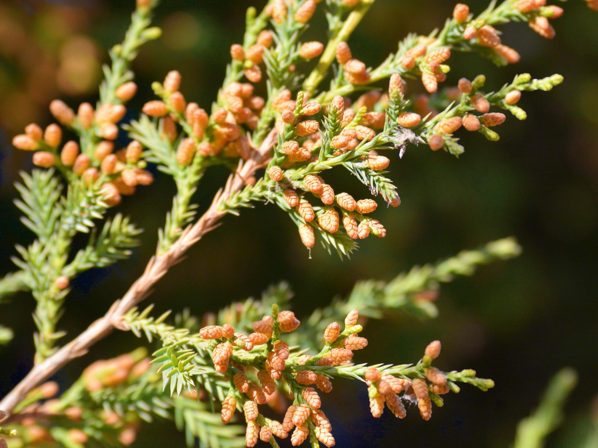 侧柏雌雄球花特写对比图