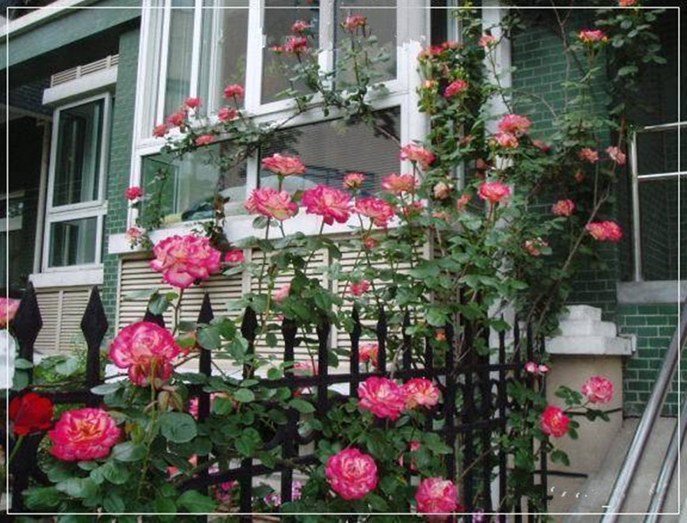 四季玫瑰盛开的庭院景观