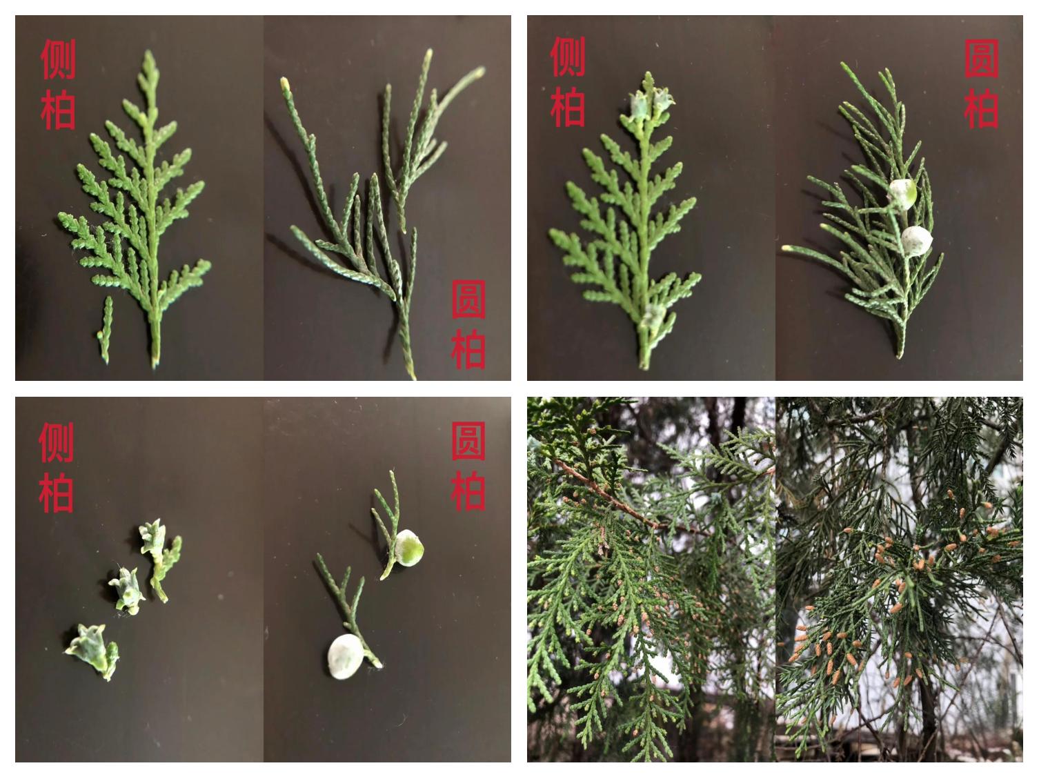 龙柏与其他柏类植物对比图