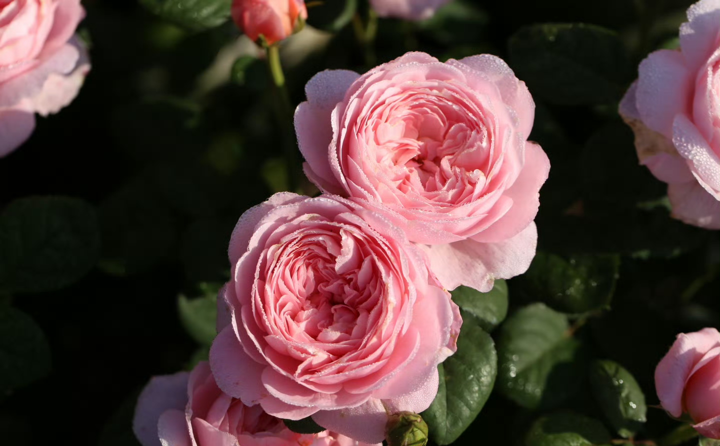 玫瑰花春季绽放