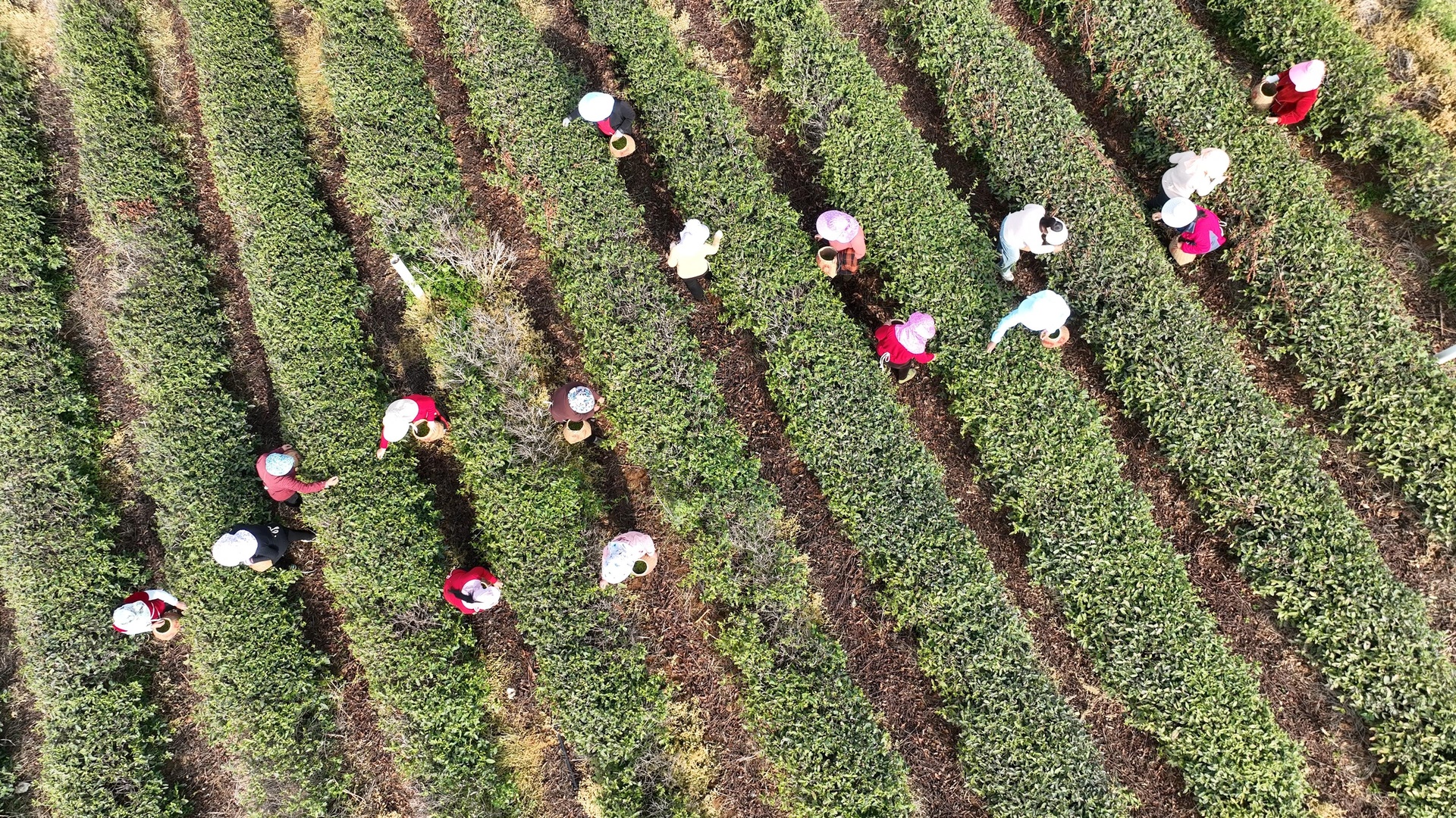 展示红枫芽茶从采摘、摊青、杀青、揉捻到干燥的完整工艺流程,工人在茶园手工采摘嫩芽,背景为清晨薄雾中的红枫林,操作台摆放着竹匾与炒茶锅,体现传统与现代结合的加工场景 红枫芽茶制作工艺流程图