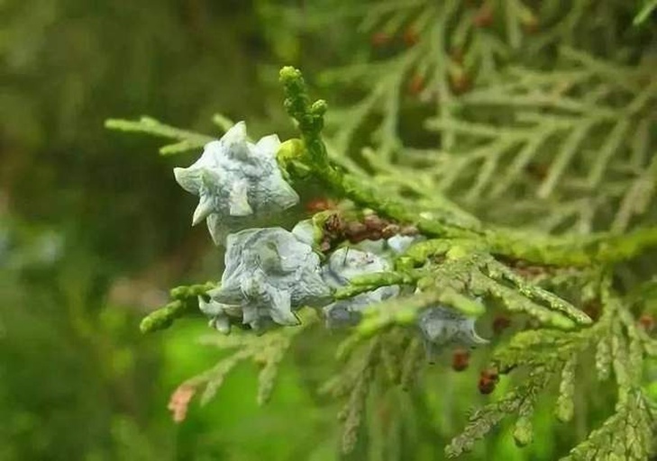 侧柏的大孢子叶球特写