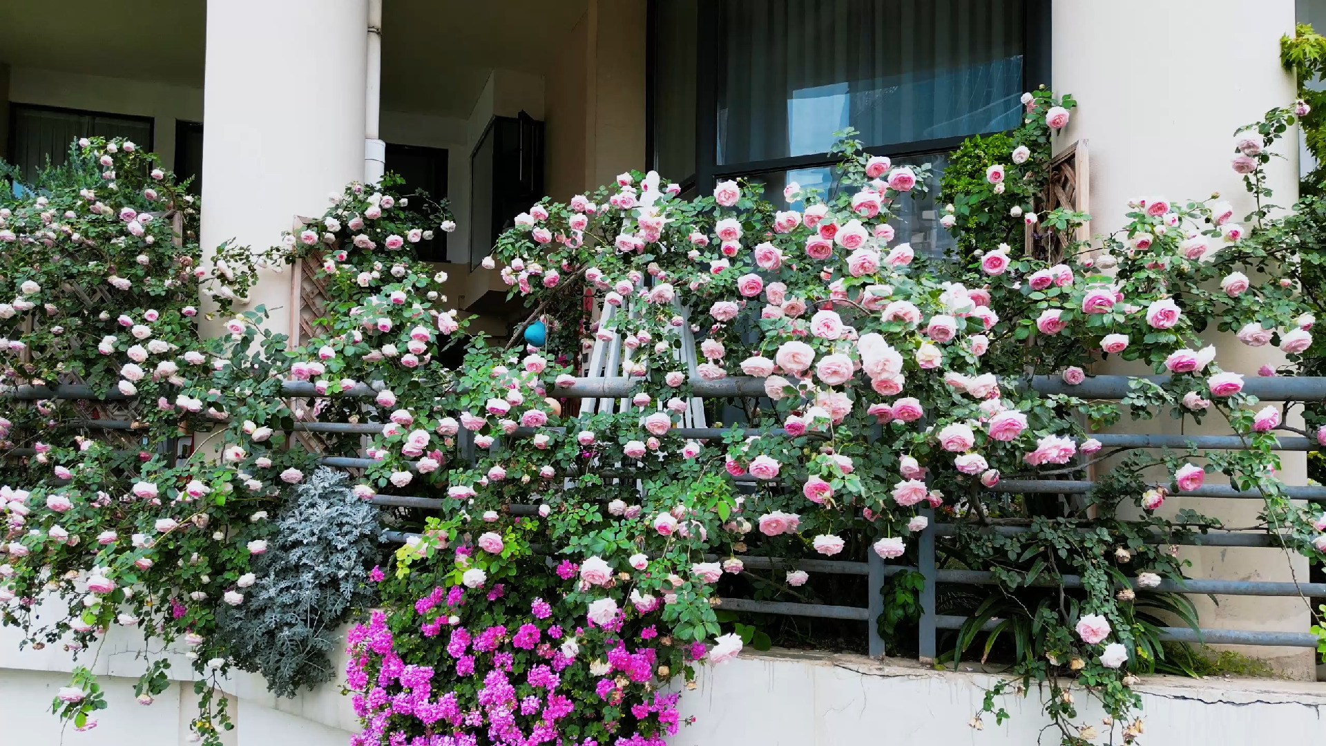 四季玫瑰庭院种植场景