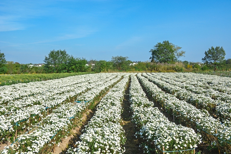 整齐排列的野菊花种植田,绿意盎然,花朵盛开 野菊花在人工种植田中生长
