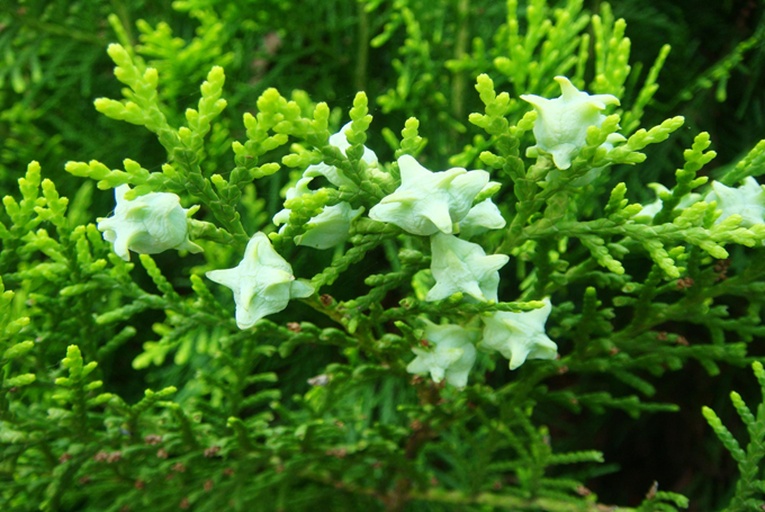 一株完整的夏枯草植物,茎直立呈四棱形,叶片对生卵状披针形,顶端带有棕褐色棒状果穗,生长在石缝间,背景为初夏林缘环境,阳光透过树叶洒落,展现其野生生态环境 夏枯草植株全景
