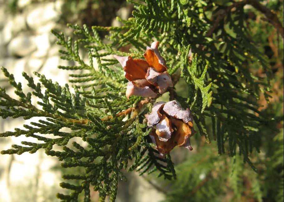 侧柏与扁柏的植物分类对比图