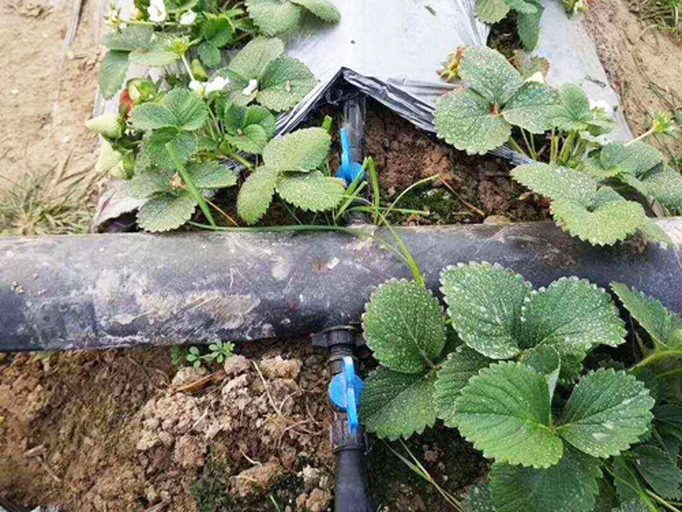 一名农户手持塑料壶正在对草莓植株进行根部浇灌,药液从壶嘴缓慢流入植株基部土壤,背景为整齐排列的草莓垄沟,覆盖黑色地膜,滴灌带清晰可见,体现标准化管理场景 草莓田间灌根操作示意图