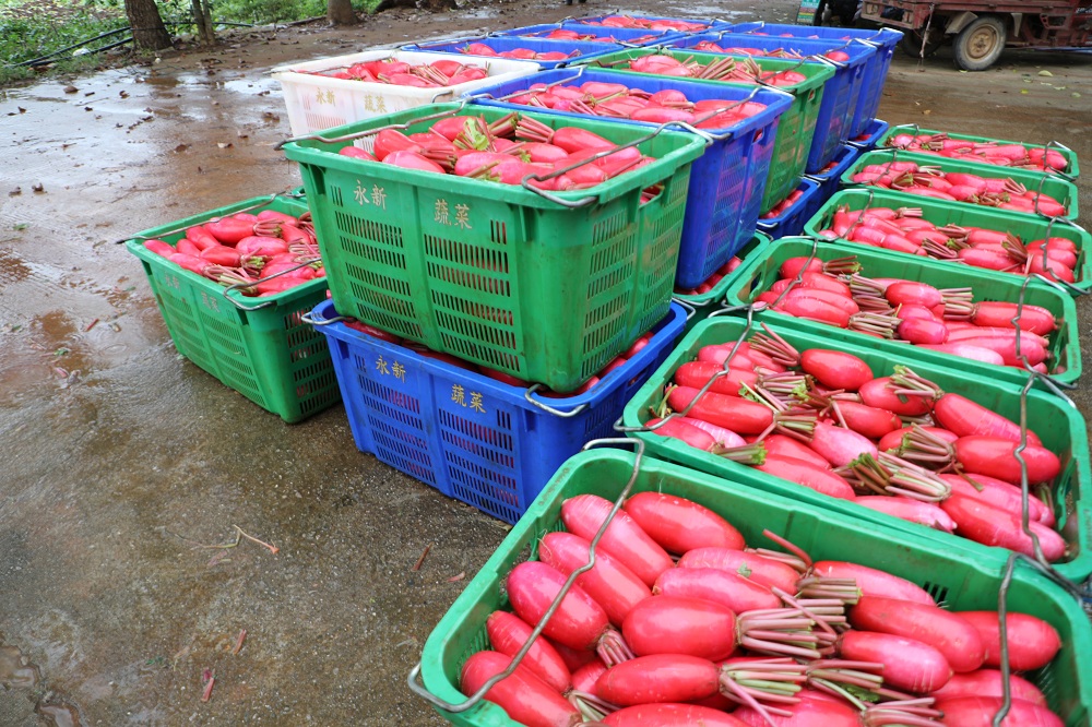 工人正在田间采收胭脂红萝卜,去除叶片后进行初步清洗,随后按大小分级摆放于塑料筐中,准备装箱运输。现场整洁有序,萝卜表皮鲜红发亮,体现良好的采后处理流程 胭脂红萝卜采收与分级包装现场