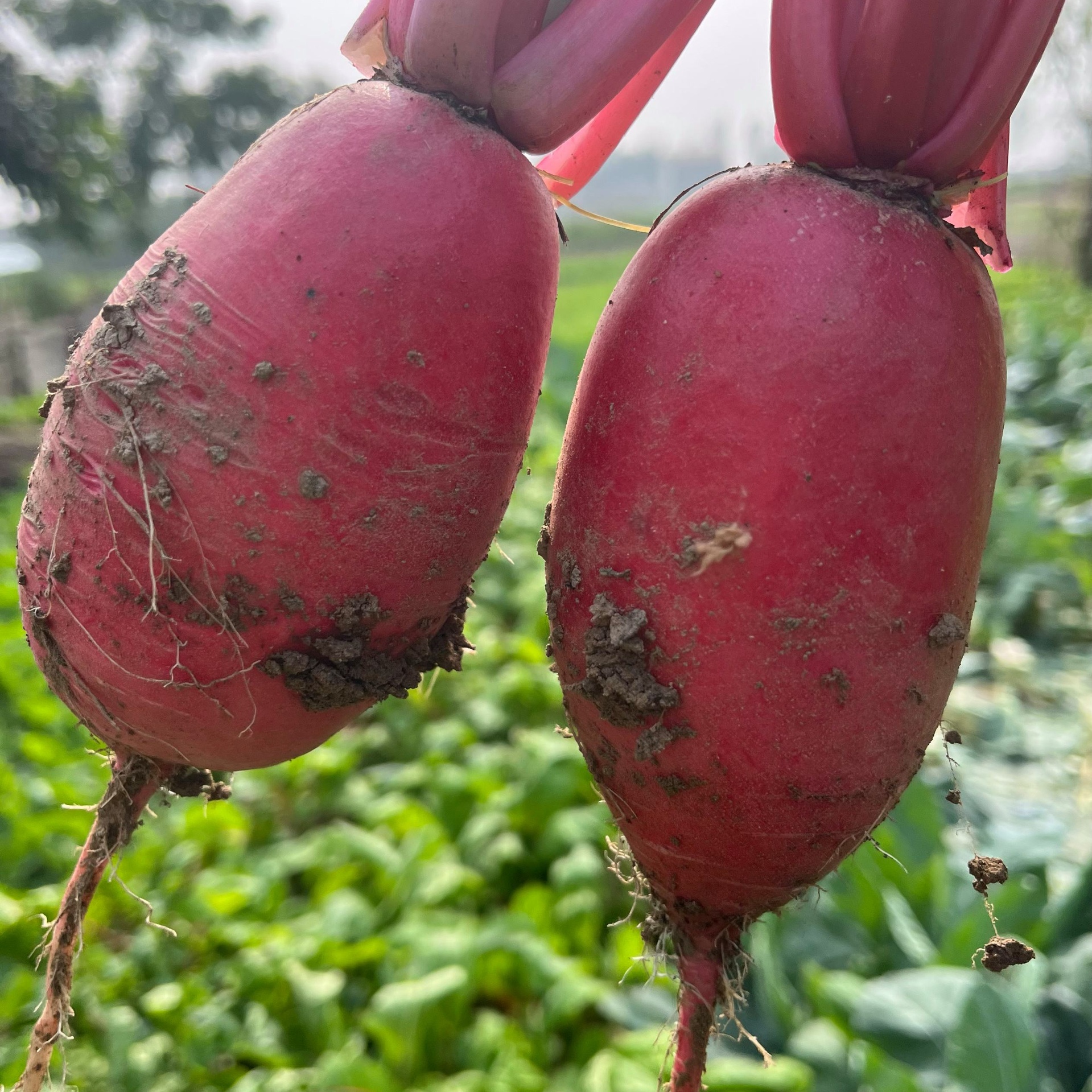 展示新鲜红皮萝卜的特写,表面光滑,颜色鲜亮,背景为自然农田环境 红皮萝卜展示图
