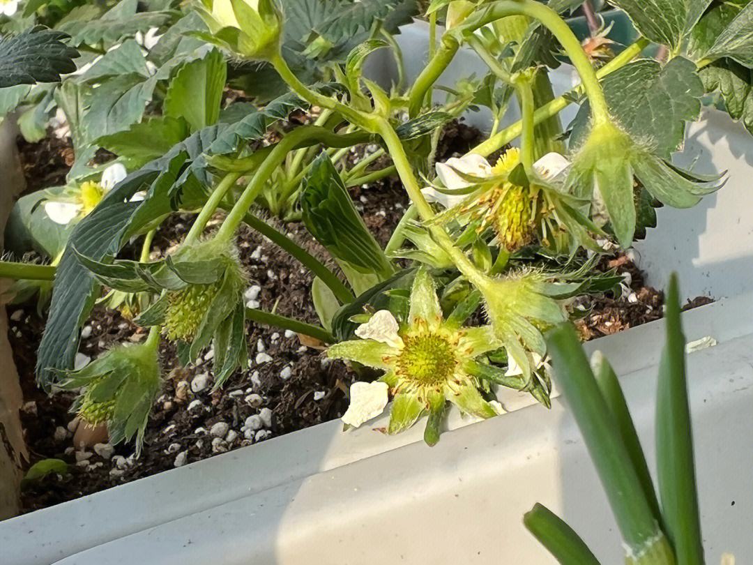 高清显微摄影图:展示草莓完全花的典型结构,包括白色五瓣花瓣、金黄色雄蕊群、环绕花托边缘分布的数十枚绿色雌蕊(未来发育为瘦果),以及中央隆起、浅绿色的肉质花托雏形;背景为柔焦温室环境,突出花器空间关系 草莓花结构解剖示意图