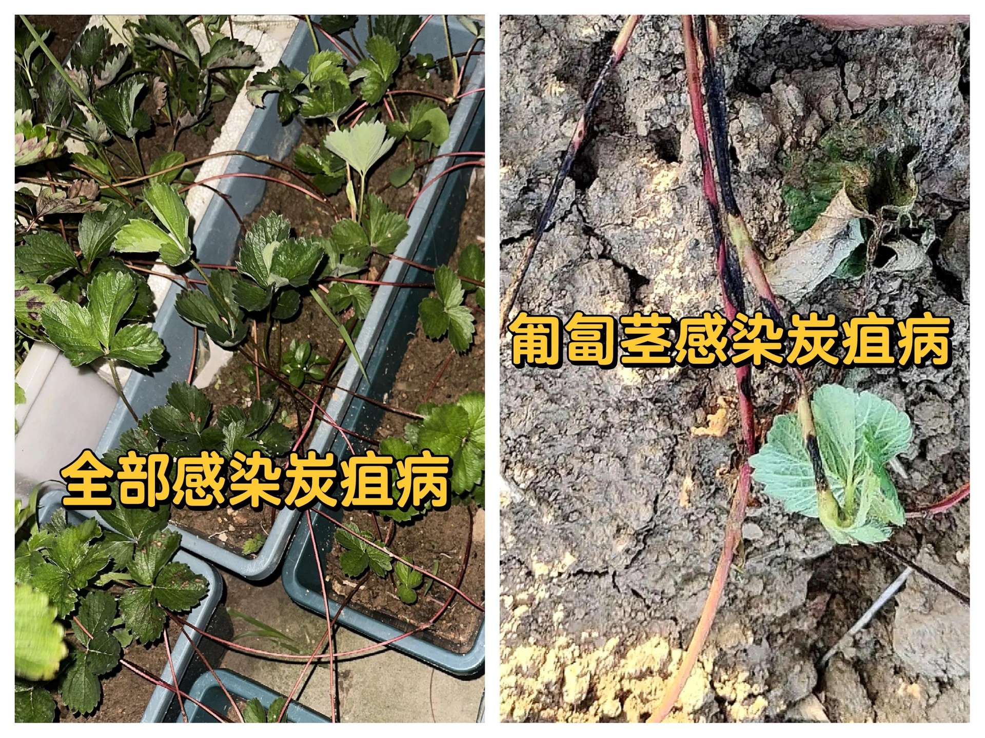 显微镜下观察到的炭疽病菌分生孢子结构，呈椭圆形，浅色，成簇排列，背景为深色培养基