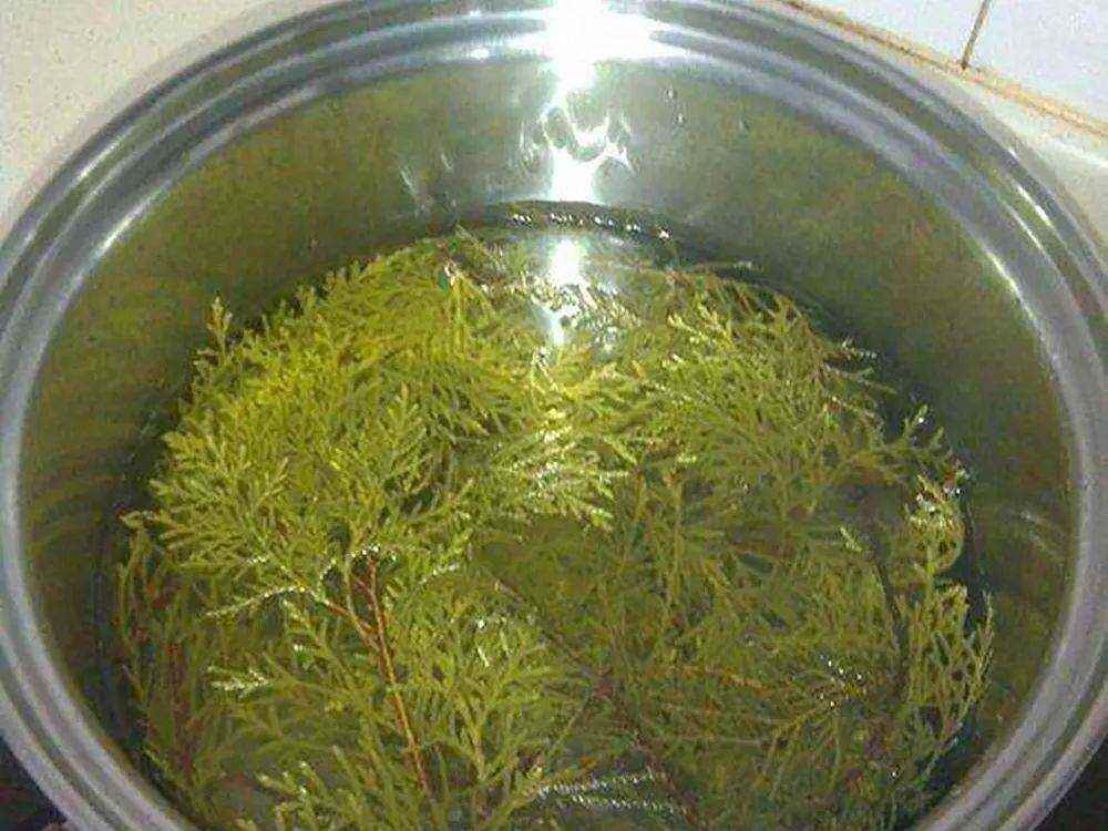 侧柏枝煮水过程