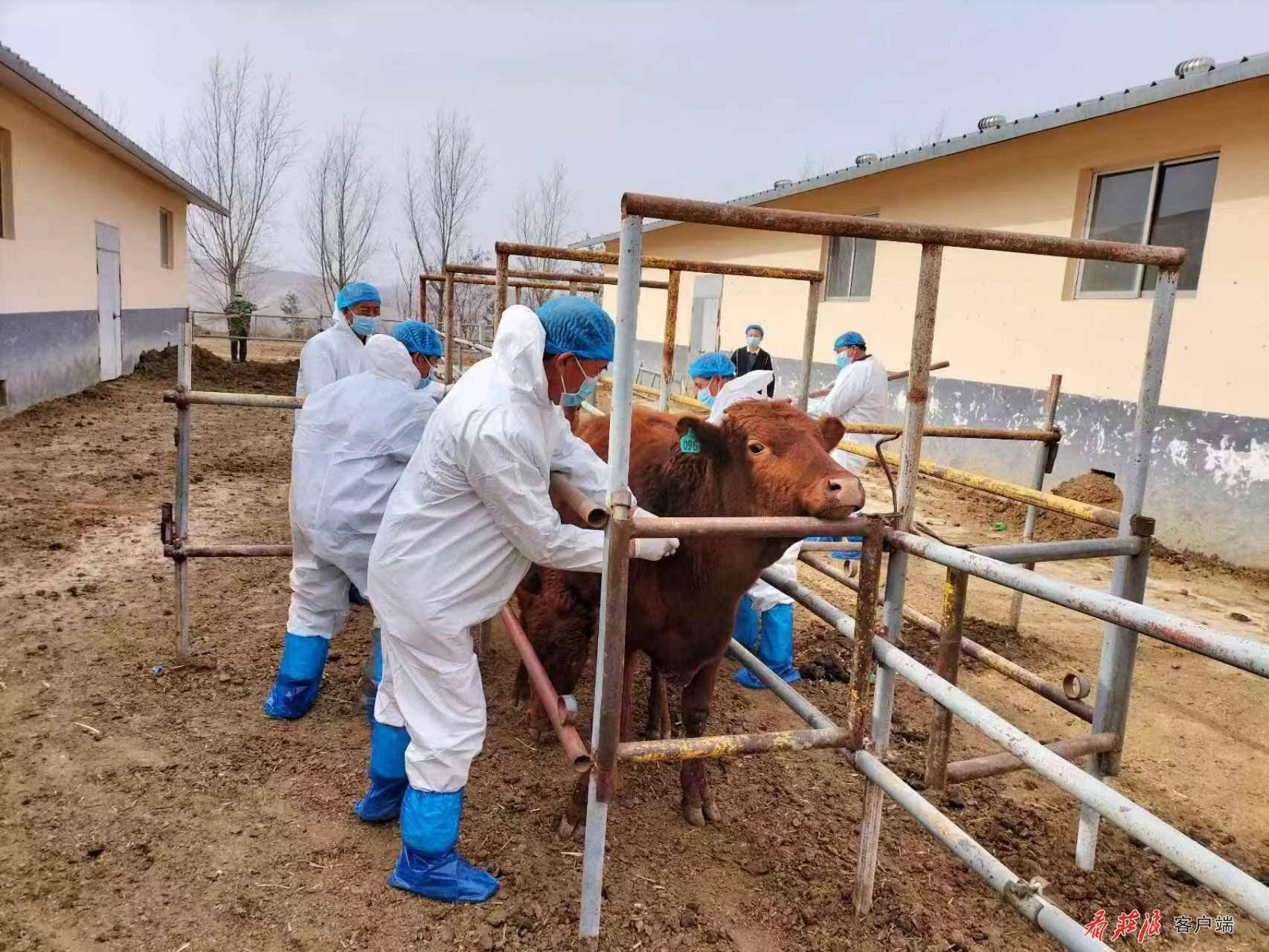 兽医团队对西门塔尔牛进行体温测量和血液采样