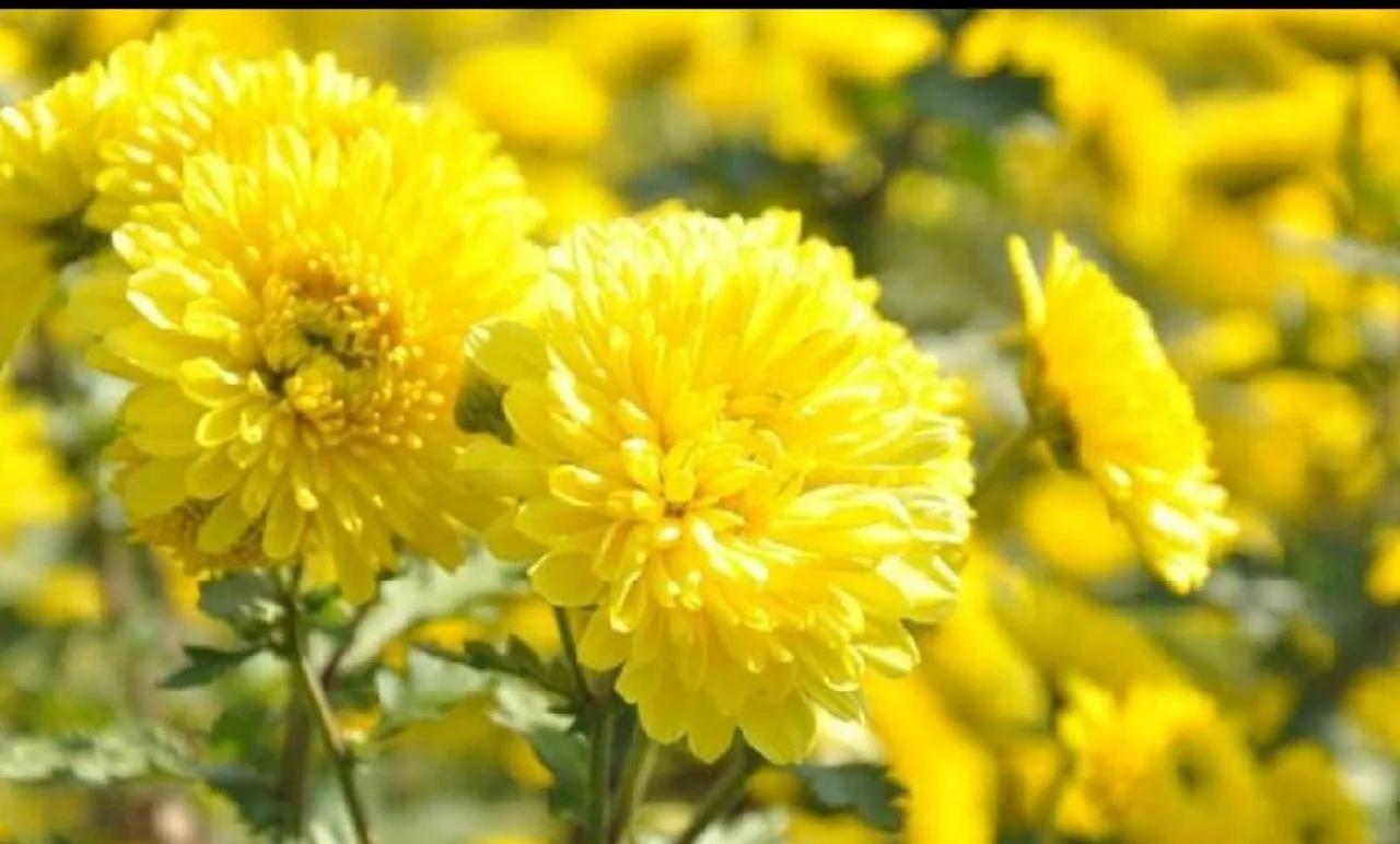 野菊花植物特写
