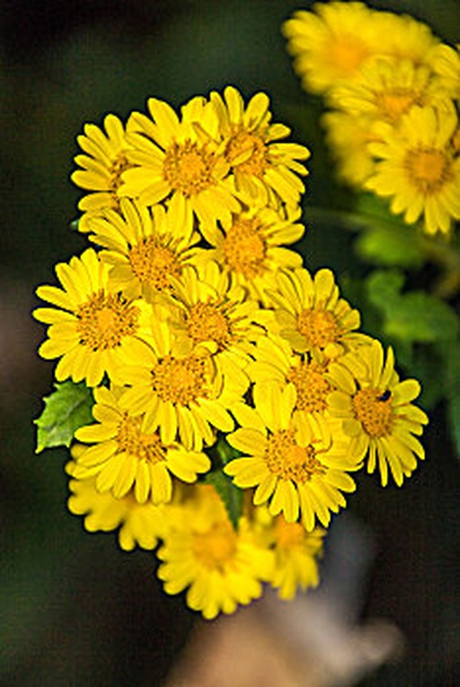 野菊花植物特写