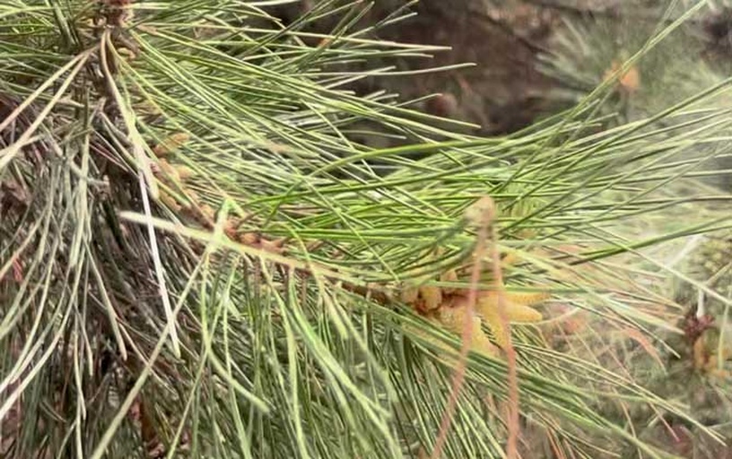 松红梅植物特写