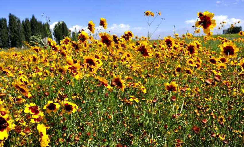 秋日野地盛开的黄色小花群落