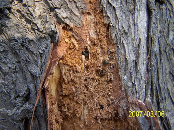 白皮松健康根系与腐烂根系对比图