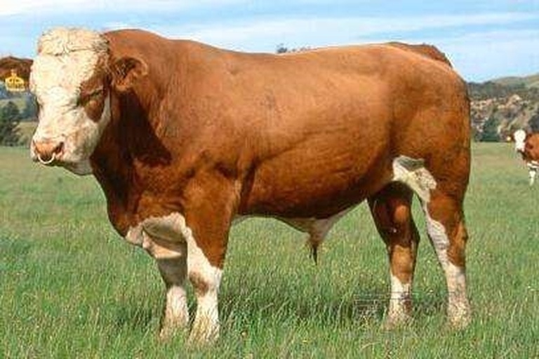 西门塔尔牛在牧场中站立，头部为白色，身体呈金黄色，背部有过渡色，整体体型健壮