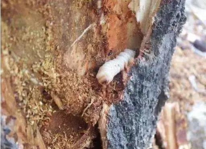 红枫树干蛀孔特写,显示钻心虫造成的破坏 红枫树干蛀孔特写