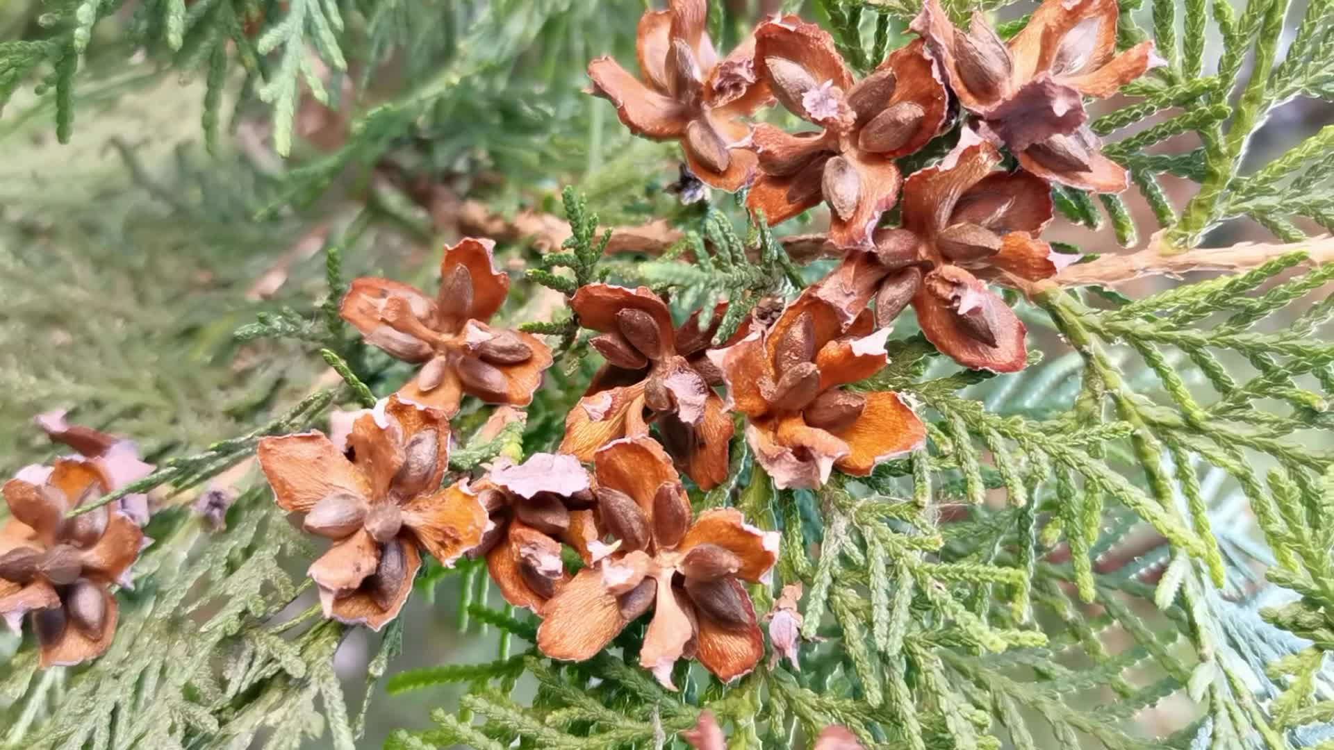 一棵成熟的侧柏树,枝叶间挂满棕色果壳,背景为阳光透过树叶的自然环境 侧柏树与果壳特写