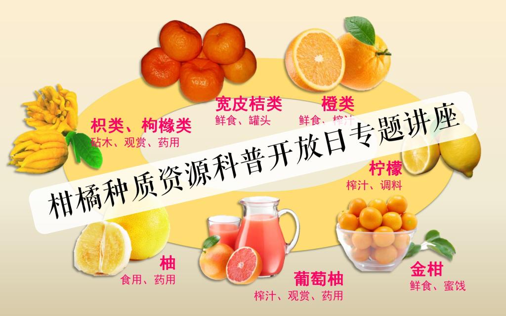 一张信息图展示巴巴柑与其他常见柑橘类水果(如椪柑、砂糖橘、脐橙)在维生素C、膳食纤维、有机酸和GI值方面的对比柱状图,配色清新,数据清晰标注,突出巴巴柑的营养价值优势 营养成分对比图表