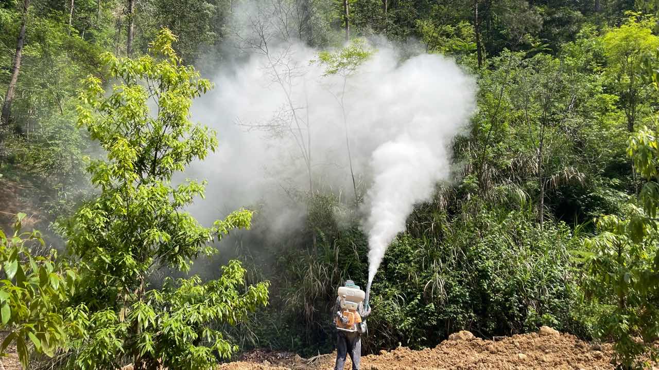 罗汉松喷施杀菌剂现场图