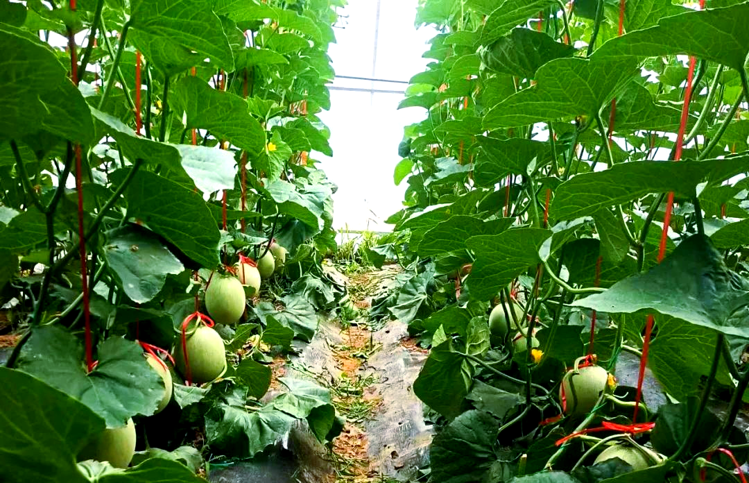 农业科技人员在温室中检测甜瓜生长数据