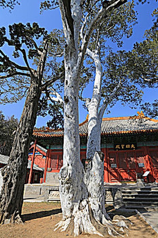 侧柏树在中国古建筑前的种植