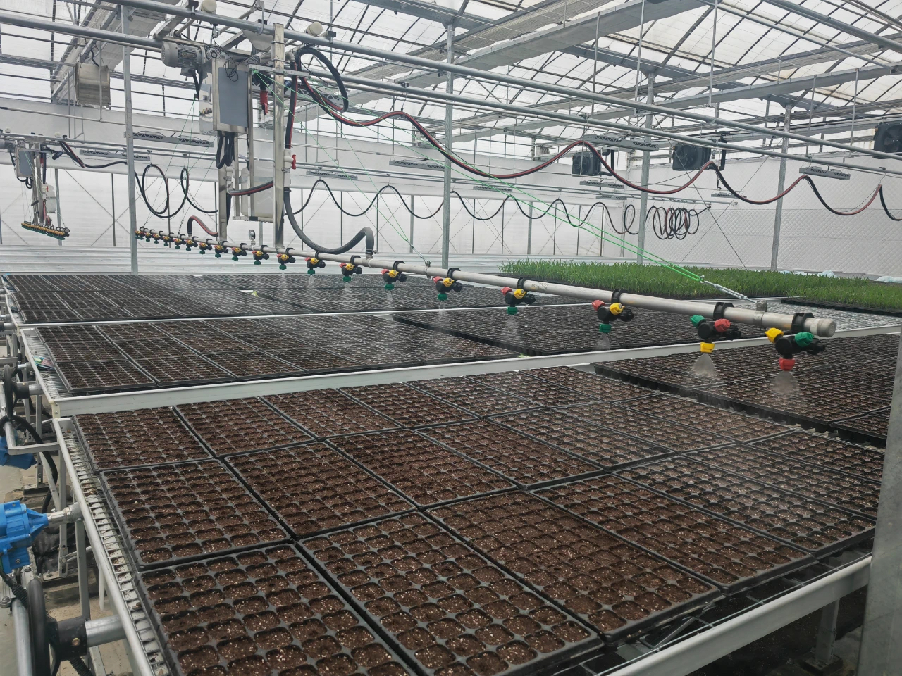 羽衣甘蓝种植基地的育苗区