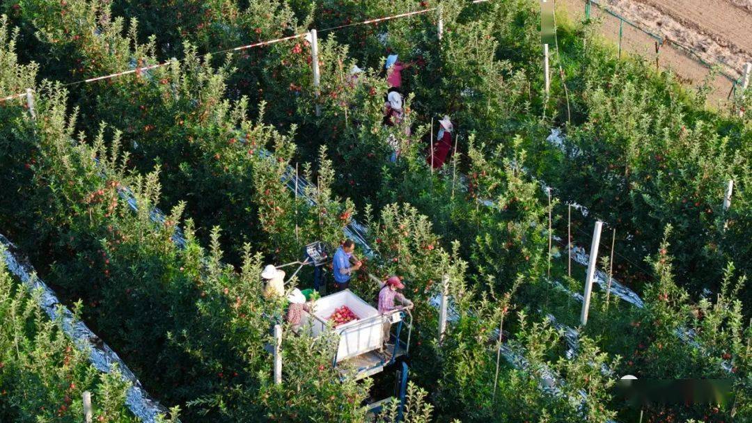 青州市苹果采摘现场,展示果农正在采摘成熟果实,体现丰收景象 青州苹果采摘现场