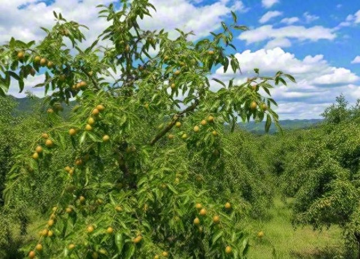 农家晾晒青梅与采集桂花场景